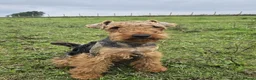 Welsh Terrier dogs for sale: Outstanding Litter of Champion Line Welsh Terriers - Advert 21