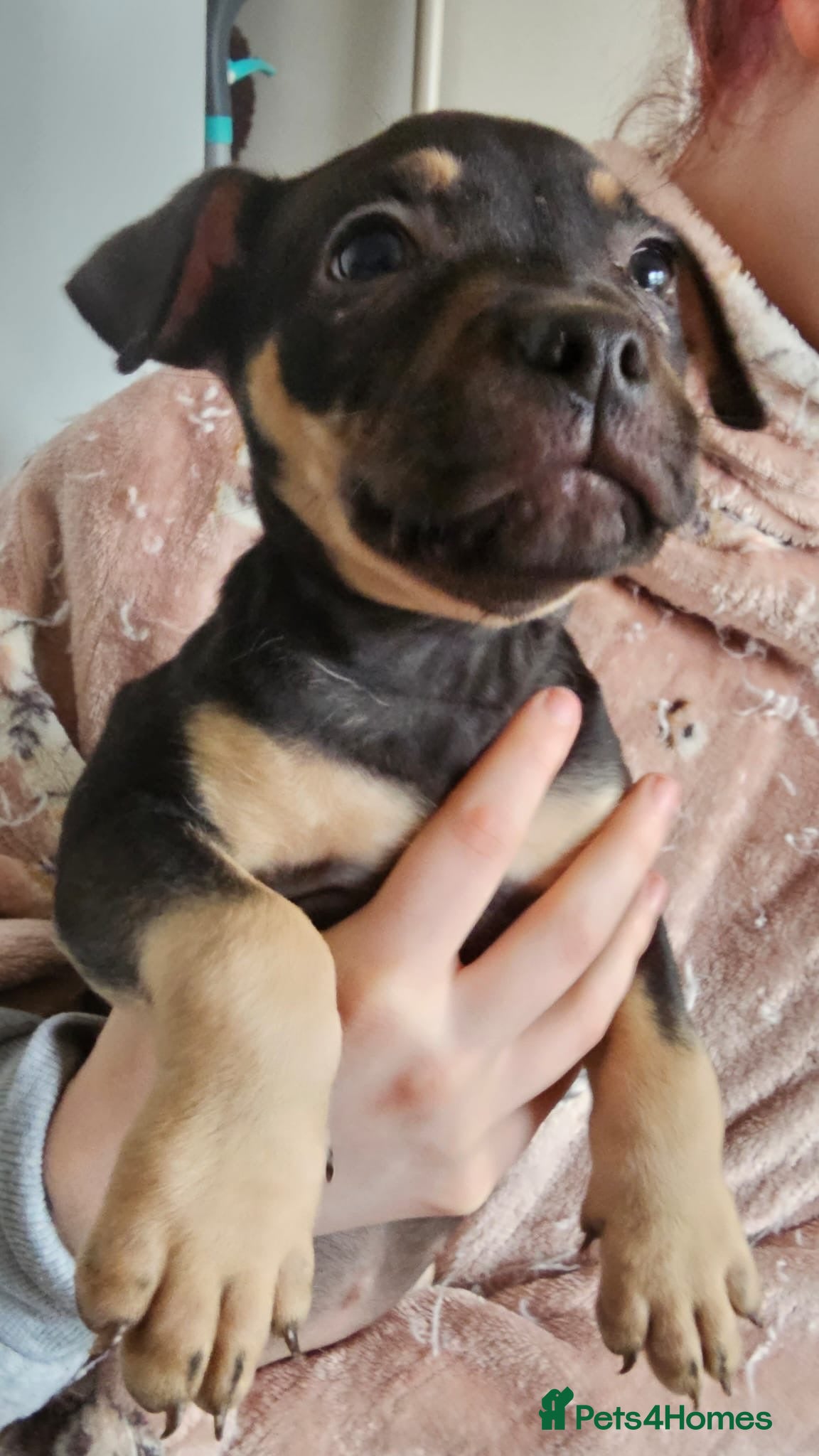 Mixed Breed dogs Bullmastiff cross pocket bully - Advert 1