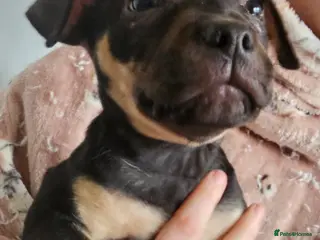 Mixed Breed dogs Bullmastiff cross pocket bully - Advert 3