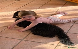 Australian Labradoodle dogs for sale: Adorable 3/4 Australian Labradoodle Puppies  - Image 2