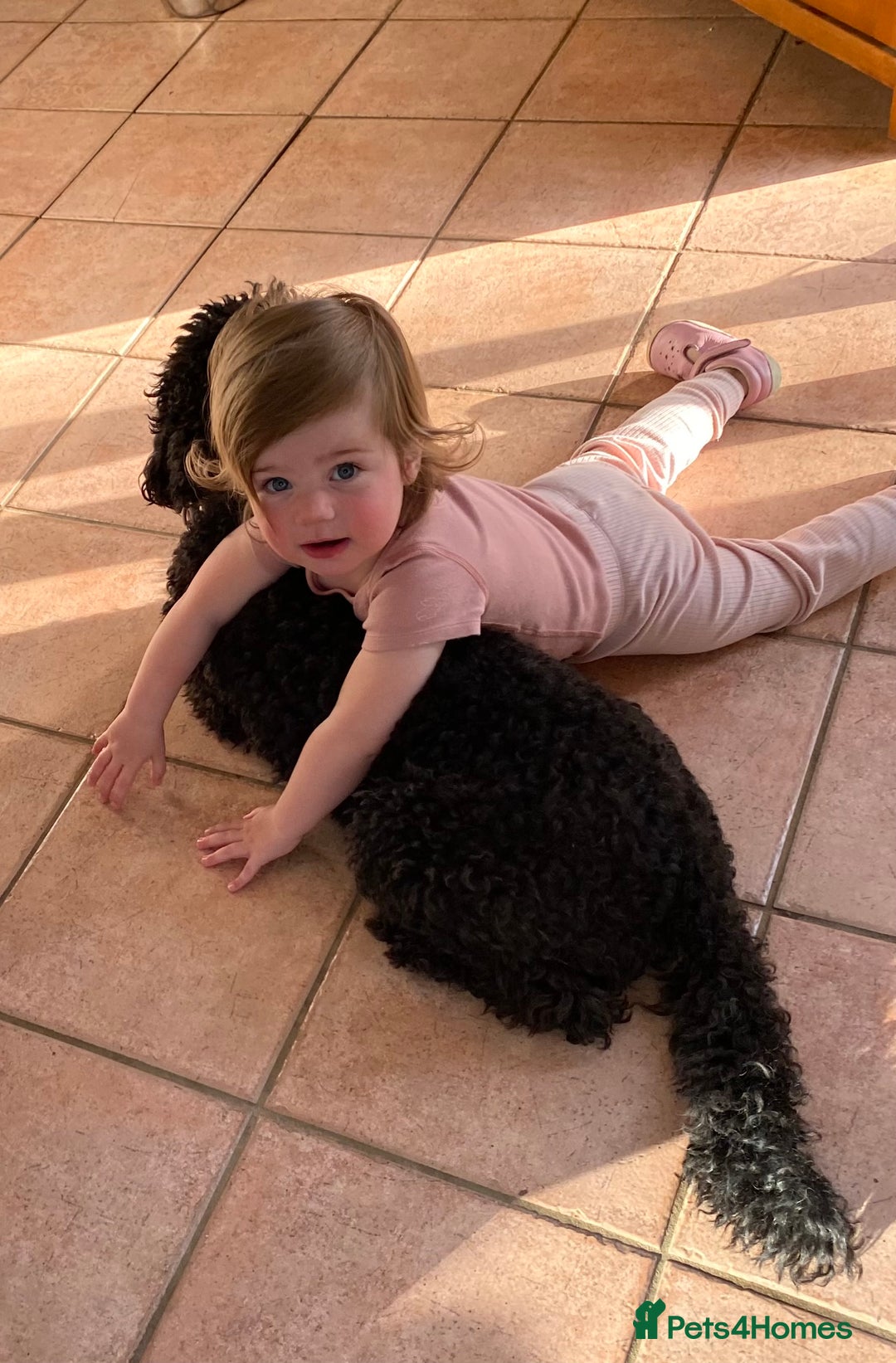 Australian Labradoodle dogs for sale: Adorable 3/4 Australian Labradoodle Puppies  - Image 2