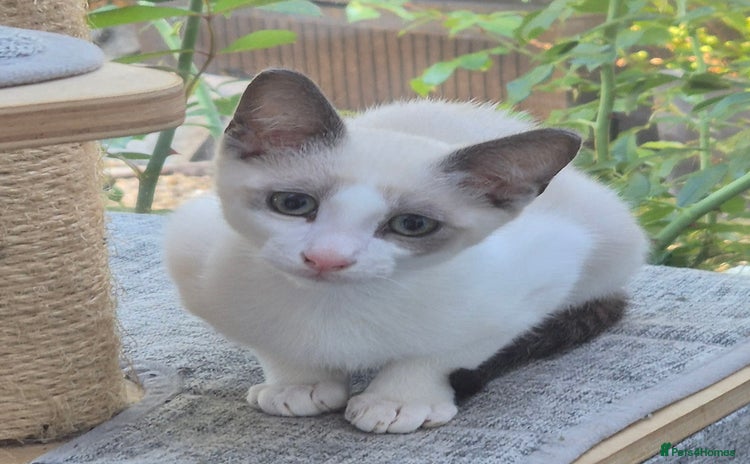 Snowshoe cats - Advert 4