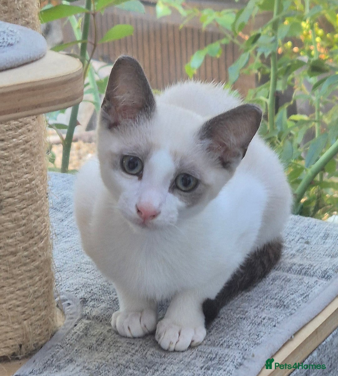 Snowshoe cats for sale: Stunning pedigree blue point Snowshoe kittens  - Image 1