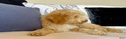 Lagotto Romagnolo dogs for sale: Amazing Lagotto Romagnolo Truffle Trained Puppies  - Advert 8