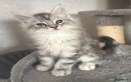 Maine Coon cats for sale: Stunning Maine coon kittens - Image 13