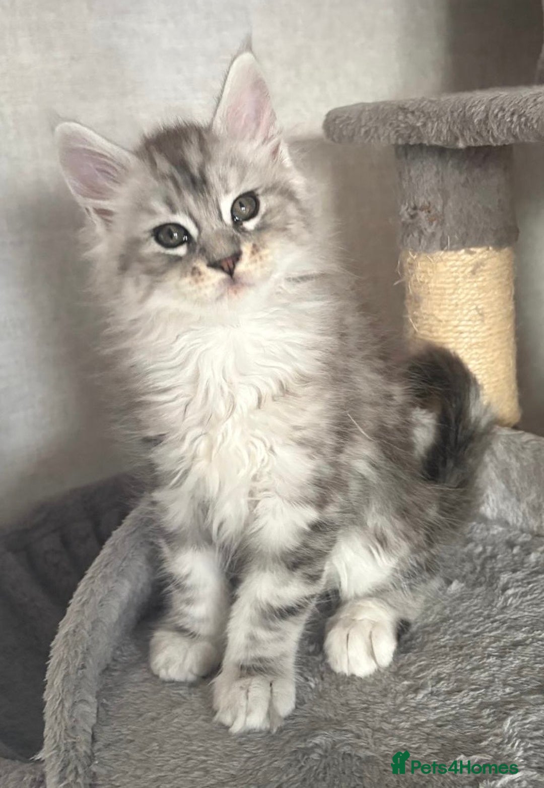Maine Coon cats for sale: Stunning Maine coon kittens - Image 13