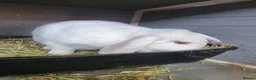 French Lop rabbits for sale: Adult rabbits to rehome in Crawley - Advert 5