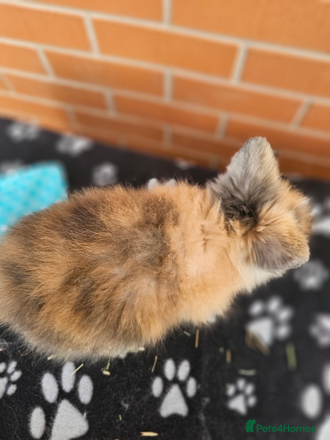 Lionhead rabbits for sale: Double Maned Lionhead  - Image 20