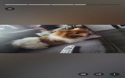 Pomeranian dogs for sale: Pomeranian  - Image 2