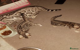 Bengal cats for sale: Silver bengals - Image 7