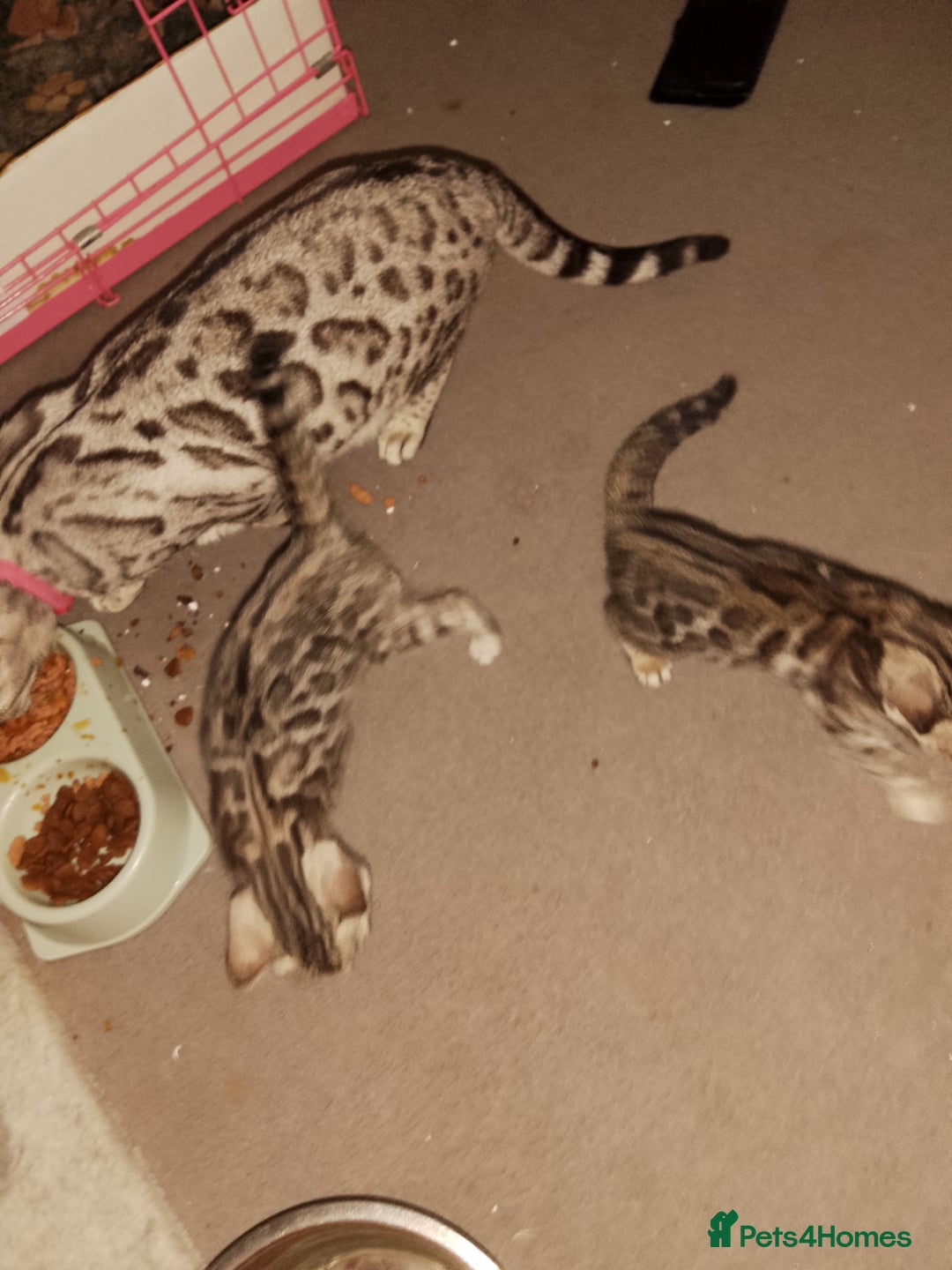 Bengal cats for sale: Silver bengals - Image 7