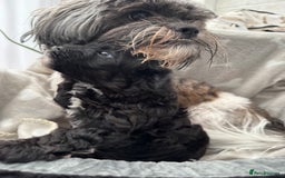 Mixed Breed dogs for sale: Shihpoo puppies  - Advert 15