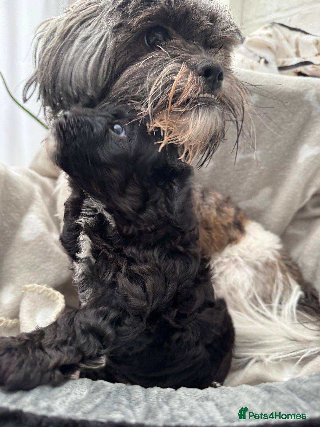 Mixed Breed dogs for sale: Shihpoo puppies  - Advert 15