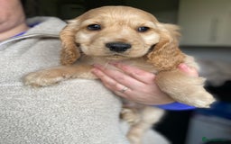 Cocker Spaniel dogs for sale: My pups🐾 fection show type cocker spaniel  - Advert 15