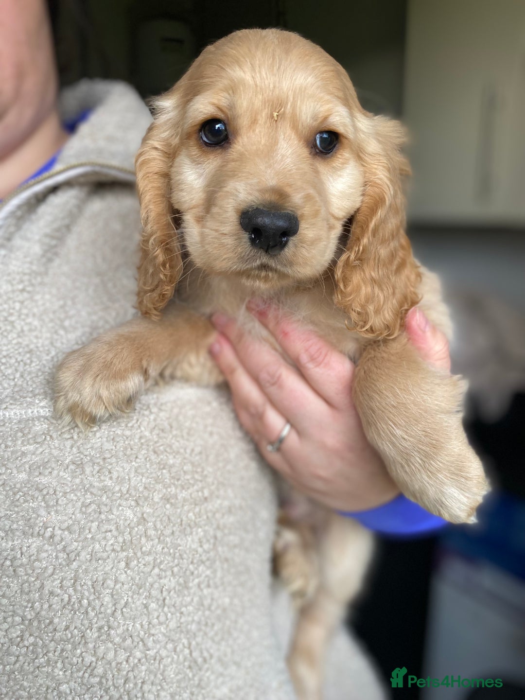 Cocker Spaniel dogs for sale: My pups🐾 fection show type cocker spaniel  - Advert 15