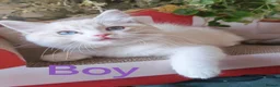 Ragdoll cats for sale: GCCF REGISTERED BEAUTIFUL RAGDOLLS KITTENS  - Advert 22
