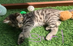 Mixed Breed cats for sale: 5 kitten’s available today  - Image 19
