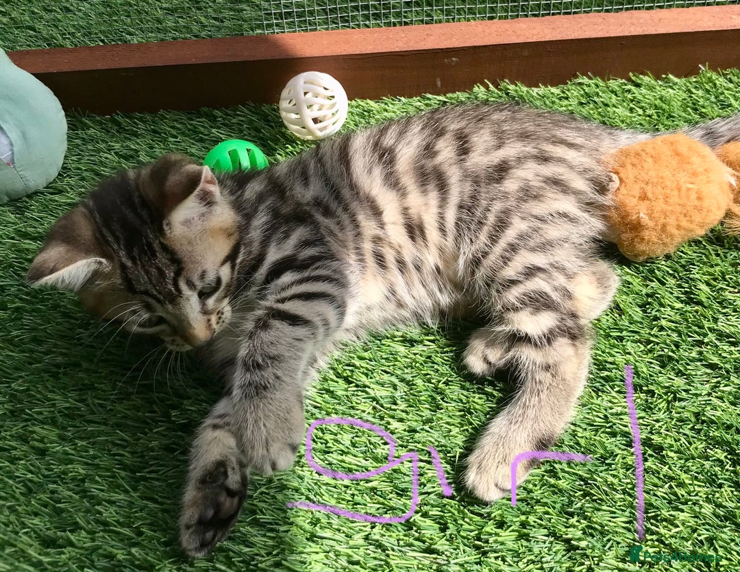 Mixed Breed cats for sale: 5 kitten’s available today  - Image 19