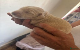 Cocker Spaniel dogs for sale: Golden Cocker spaniel puppy  - Image 2