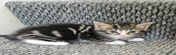 Mixed Breed cats for sale: Beautiful kittens  in Stanley - Advert 5