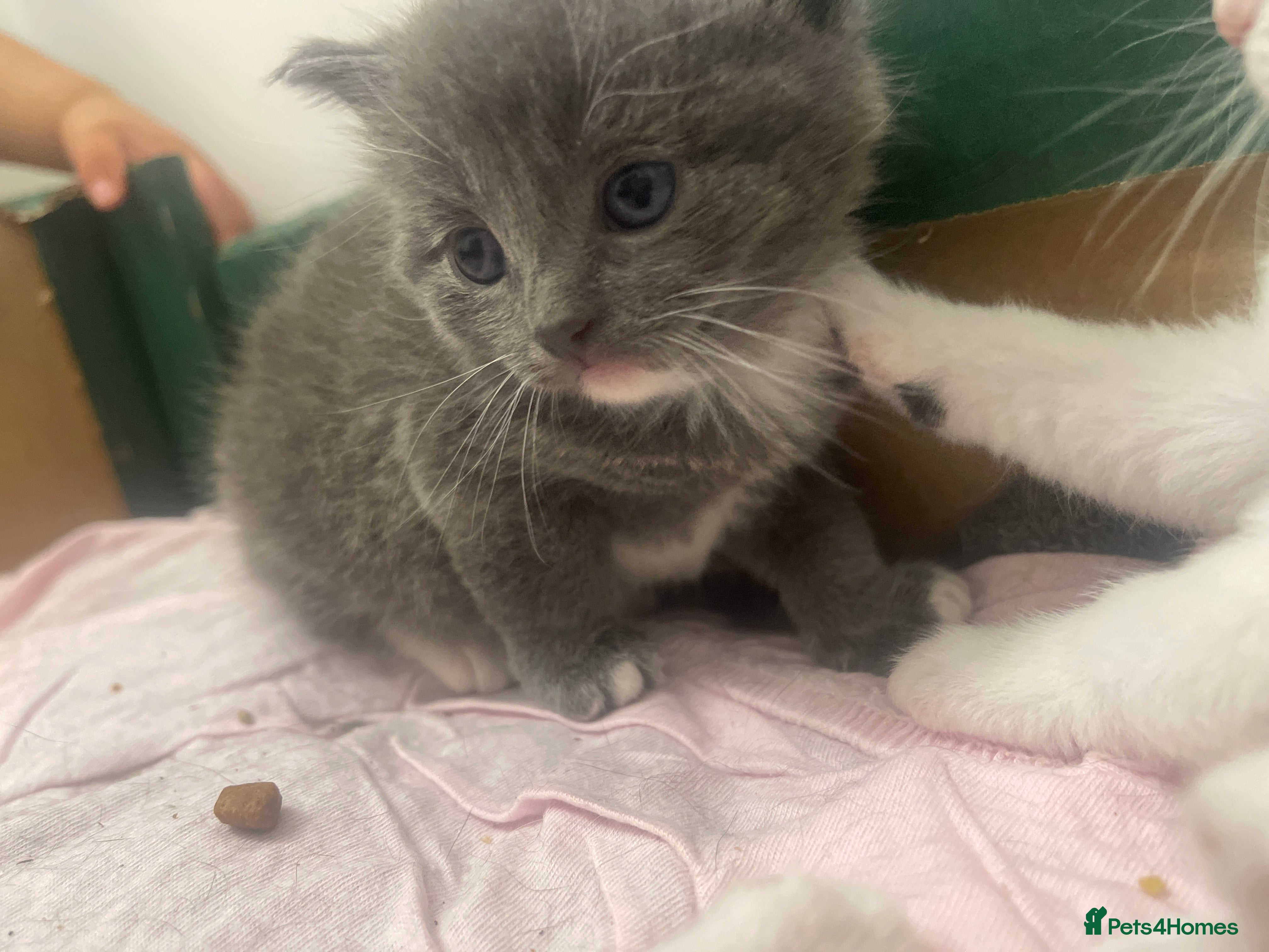 Mixed Breed cats for sale: 3 kittens in Wellingborough - Advert 2