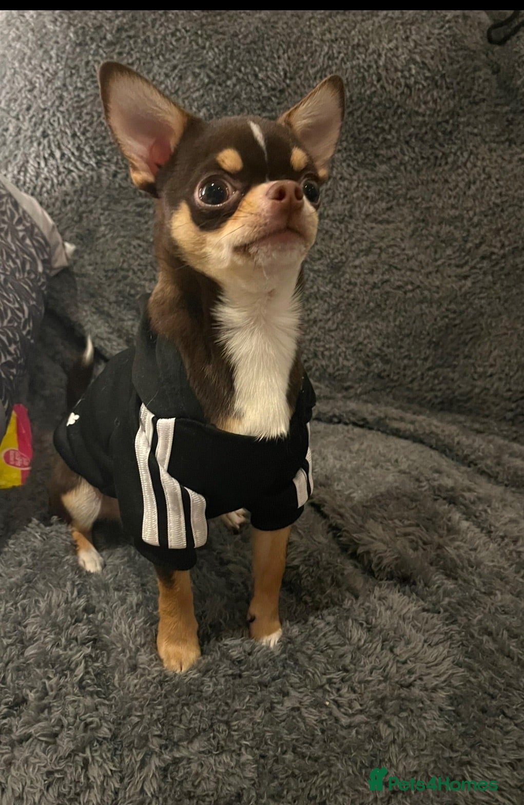 Chihuahua dogs 1.5KG Tiny and highly successful beautiful boy  - Advert 1