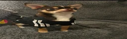 Chihuahua dogs for stud: Tiny and highly successful beautiful boy  - Advert 14
