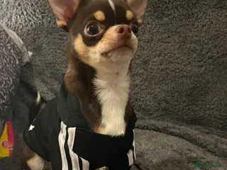 Chihuahua dogs 1.5KG Tiny and highly successful beautiful boy - Advert 1