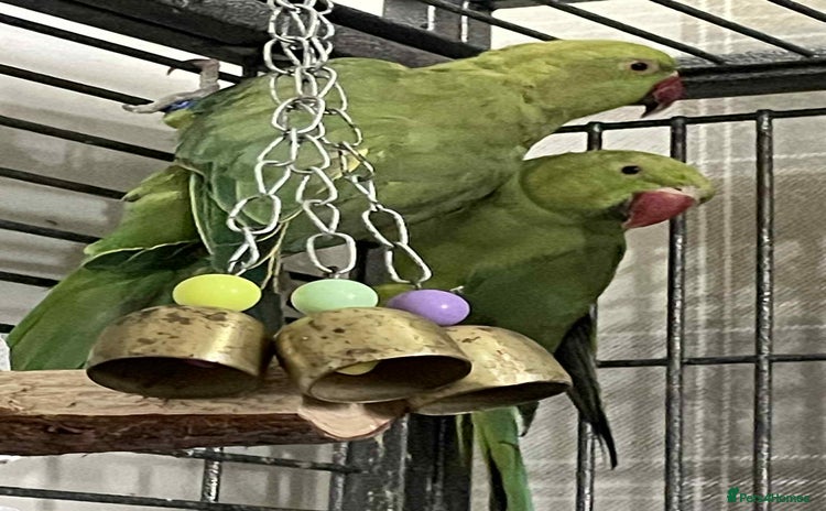 Ringnecks birds - Advert 4