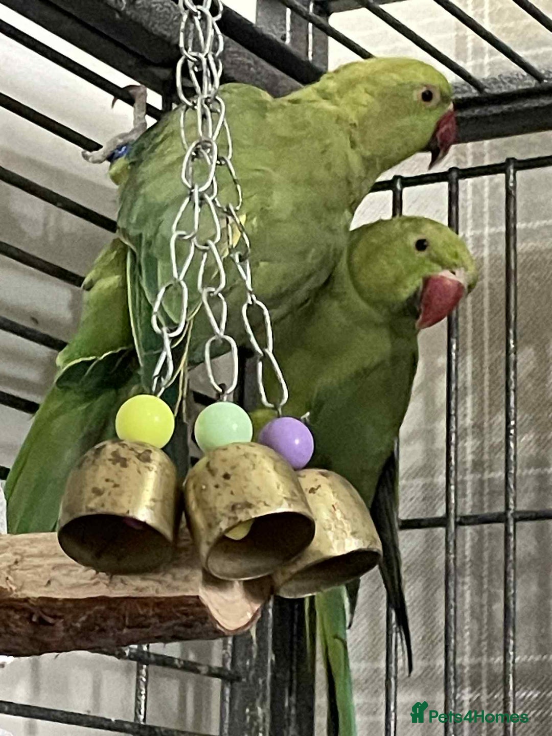 Ringnecks birds for sale: Pair of ringneck parakeets - Image 1