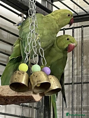 Ringnecks birds - Advert 3