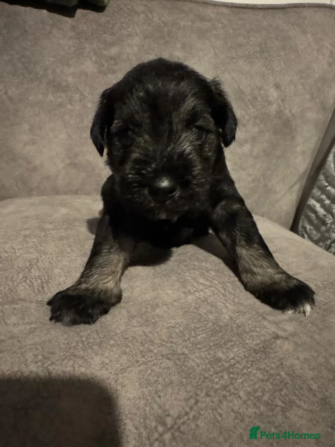 Miniature Schnauzer dogs for sale: Pedigree Miniature Schnauzers - Advert 2