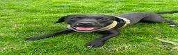 Mixed Breed dogs for adoption: 💙🐶 DOUGIE – A BIG HEART, A WAGGING TAIL  in Ripley - Advert 1