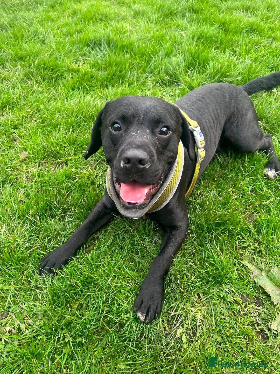 Mixed Breed dogs for adoption: 💙🐶 DOUGIE – A BIG HEART, A WAGGING TAIL  in Ripley - Advert 1