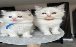 Ragdoll cats for sale: Registered Ragdoll kitttens for sale - Image 4