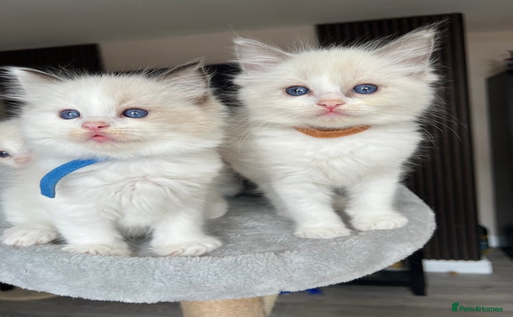 Ragdoll cats - Advert 15