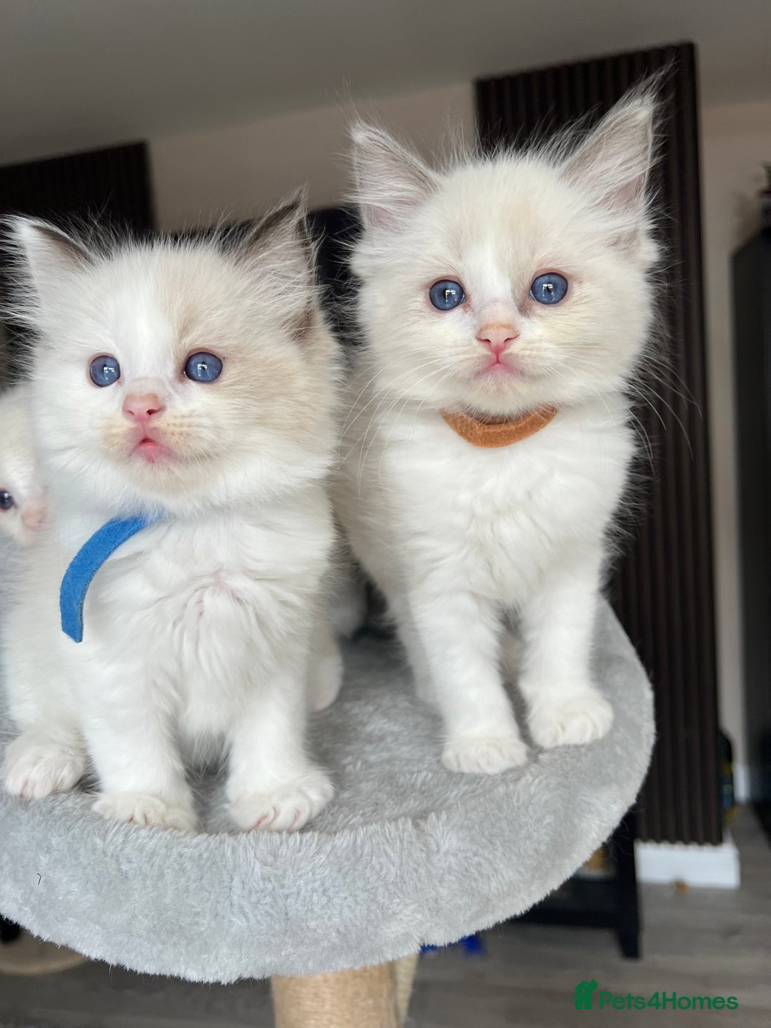 Ragdoll cats for sale: Registered Ragdoll kitttens for sale - Image 4