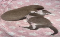 Ragdoll cats for sale: Ragdoll kittens £600-£1,000 - Image 9