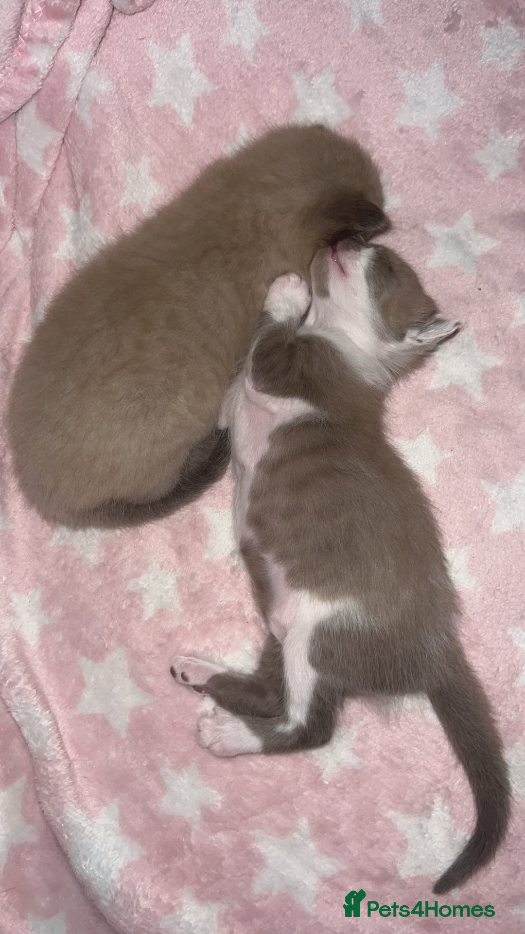 Ragdoll cats for sale: Ragdoll kittens £600-£1,000 - Image 9