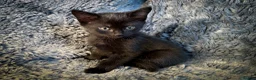 Mixed Breed cats for sale: 4 stunning kittens in Stanley - Advert 8