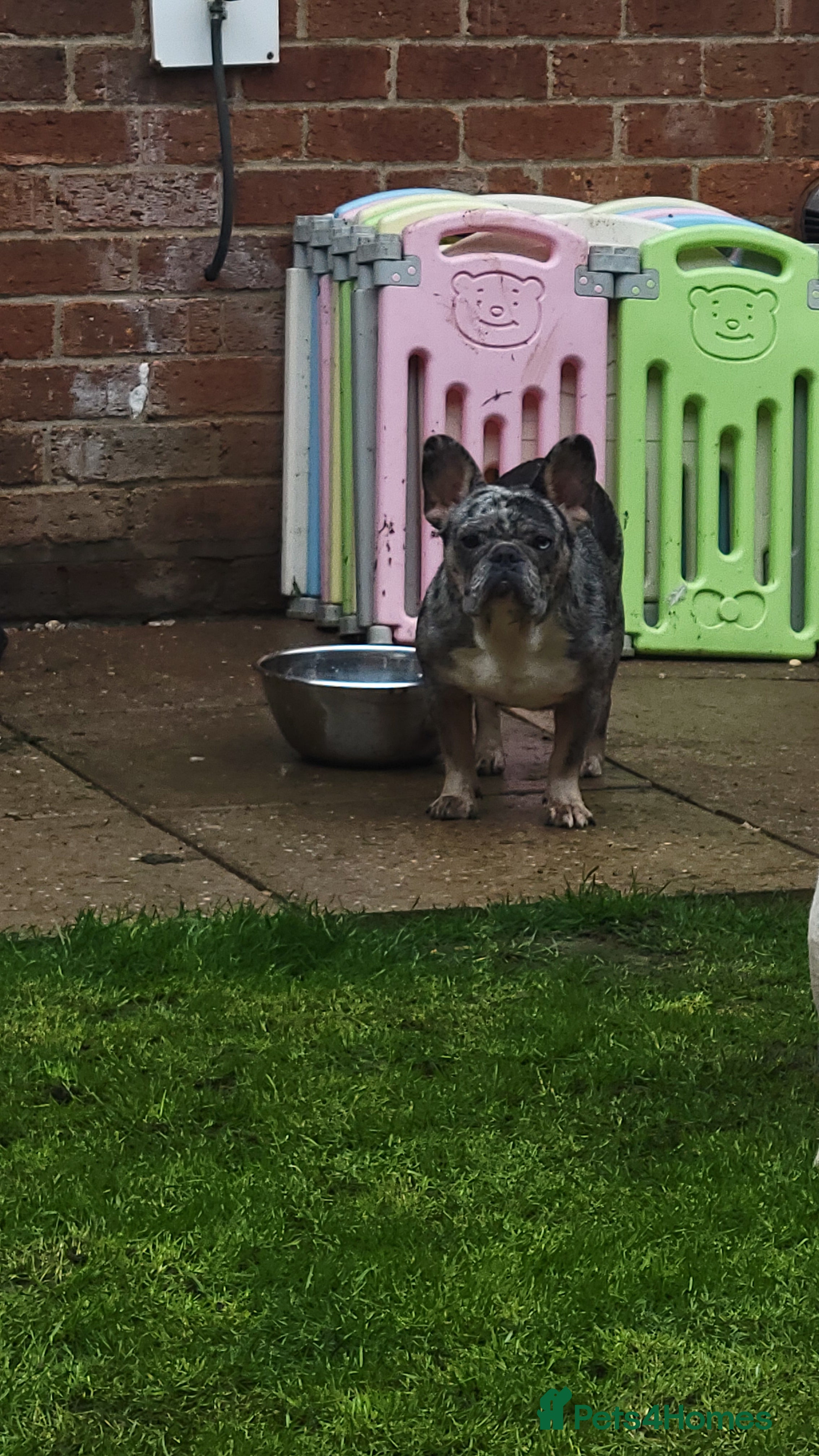 French Bulldog dogs French bulldog  - Advert 1