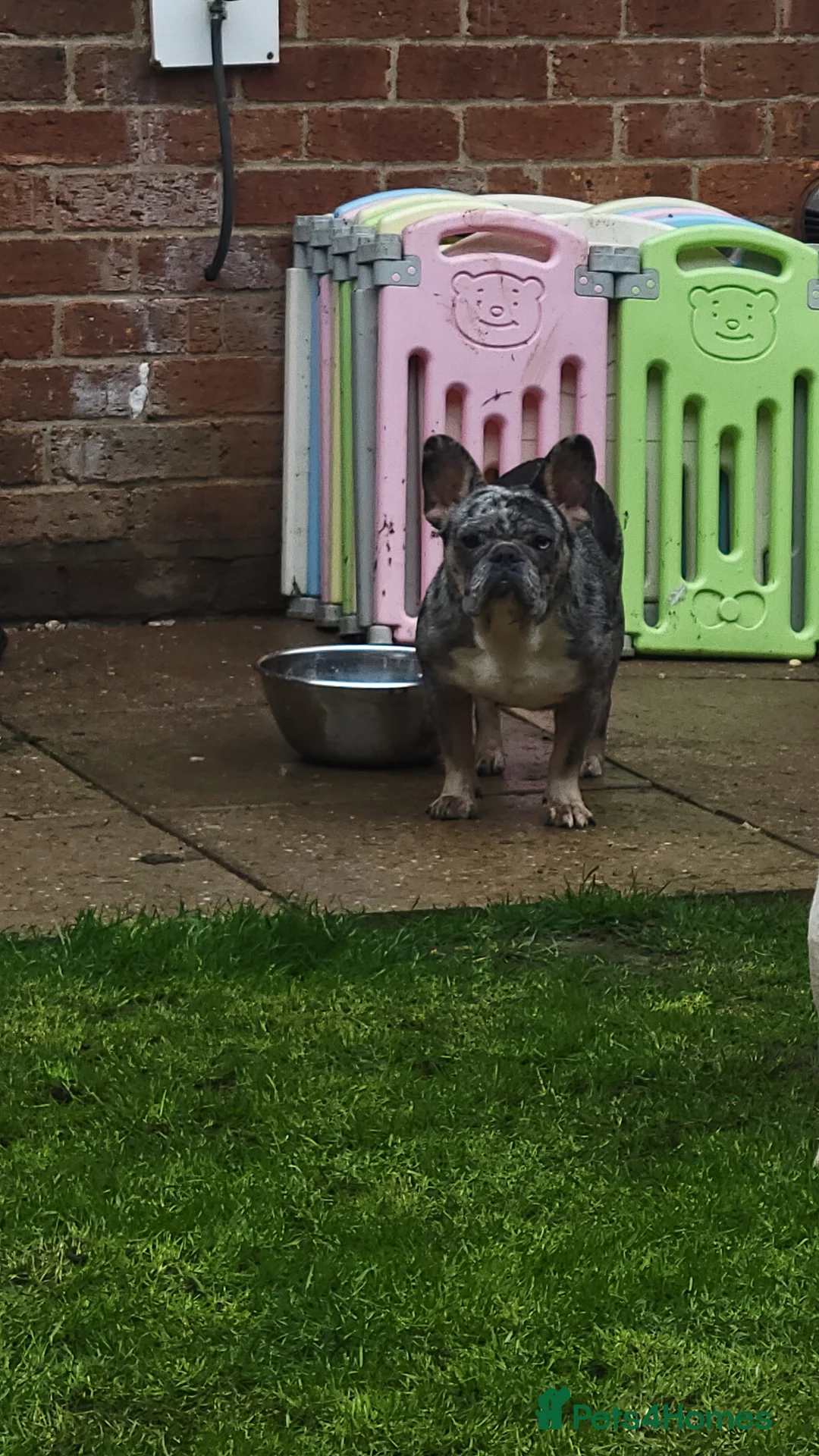 French Bulldog dogs for sale: French bulldog  - Advert 1