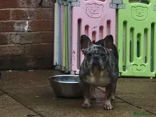 French Bulldog dogs French bulldog - Advert 14
