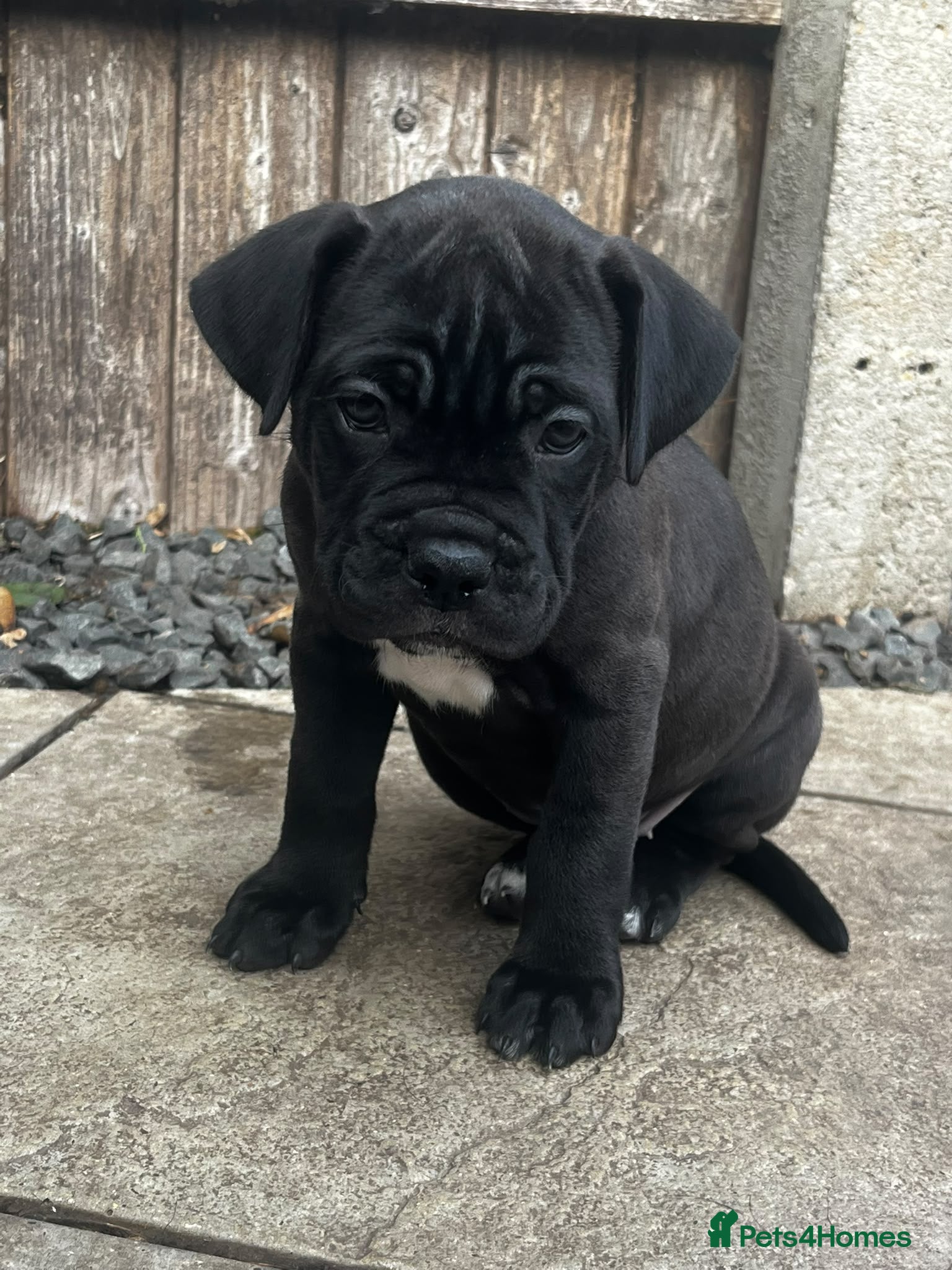 Cane Corso dogs DeBella Cane Corso Pups - Advert 2