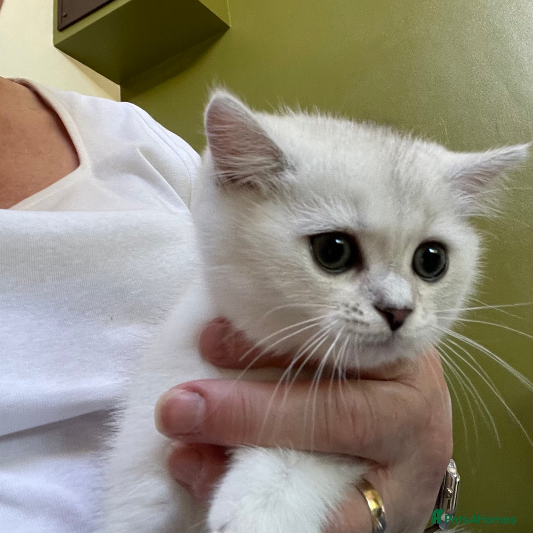 British Shorthair cats for sale: BSH BLACK TIPPED KITTENS GCCF REGISTERED  - Image 2