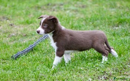 Border Collie dogs for sale: Border Collie Puppies  - Image 10