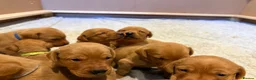 Labrador Retriever dogs for sale: KC Reg. Fox Red Lab (Working) Puppies - Advert 1