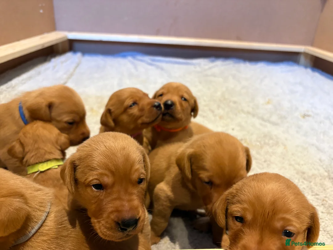 Labrador Retriever dogs for sale: KC Reg. Fox Red Lab (Working) Puppies - Advert 1