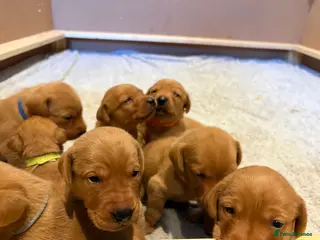 Labrador Retriever dogs KC Reg. Fox Red Lab (Working) Puppies - Advert 3