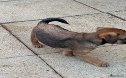 Border Terrier dogs for sale: Border terrier puppy’s  - Image 14